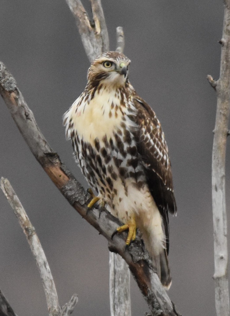 Red-tailed Hawk - ML611888919