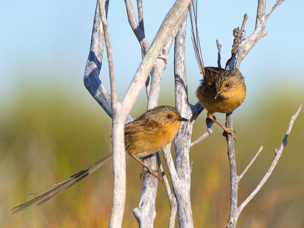 Southern Emuwren - ML611888924