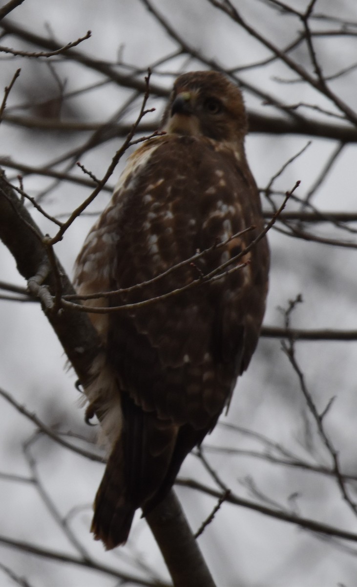 Red-tailed Hawk - ML611888926