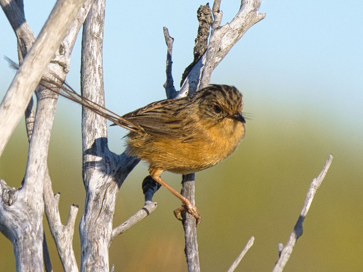 Southern Emuwren - ML611888927