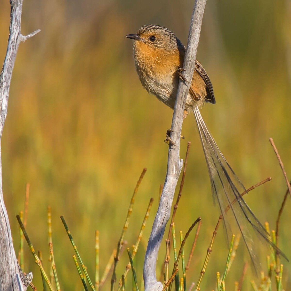 Southern Emuwren - ML611888931