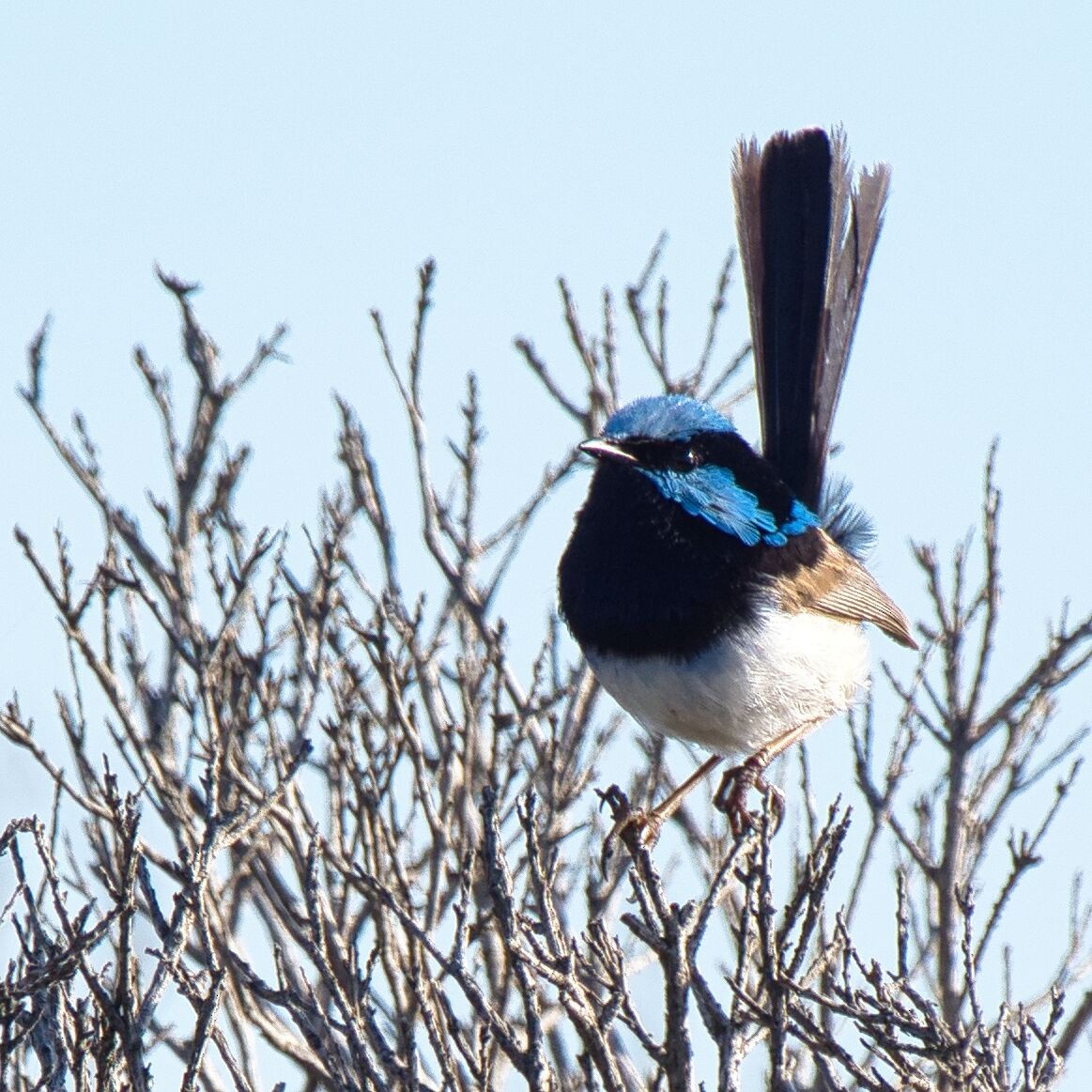 Superb Fairywren - ML611888939