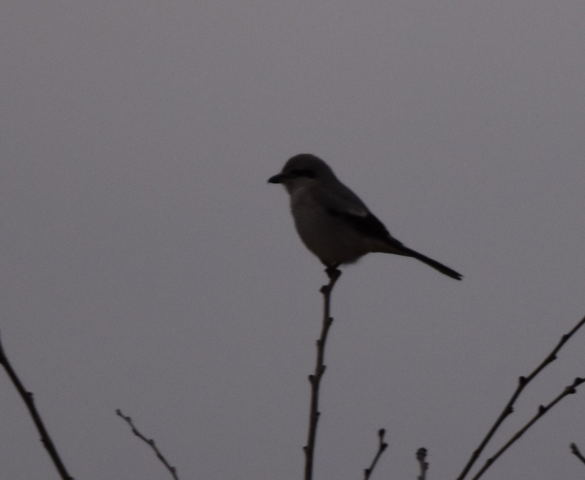 Loggerhead/Northern Shrike - ML611888940