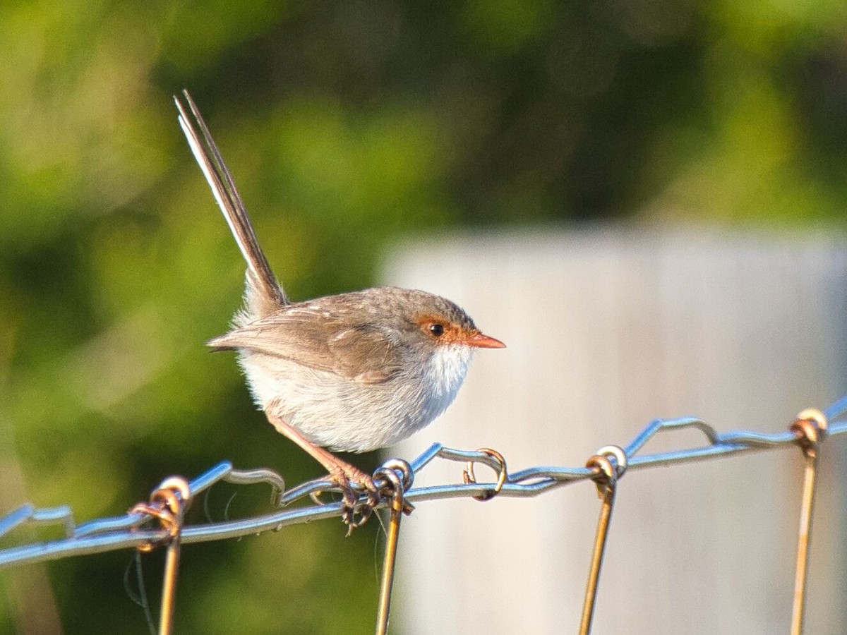 Superb Fairywren - ML611888942