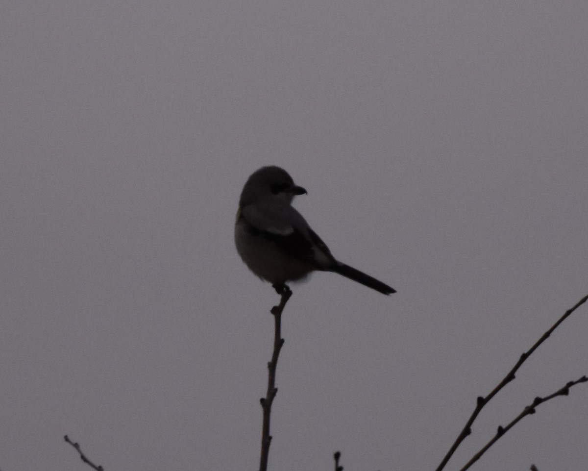 Loggerhead/Northern Shrike - ML611888947