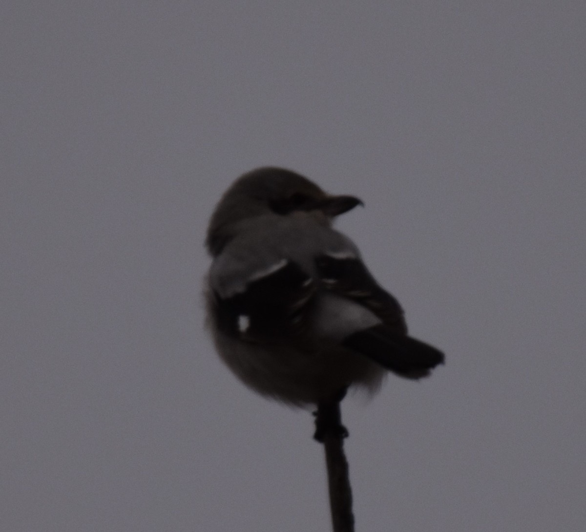 Loggerhead/Northern Shrike - ML611888958