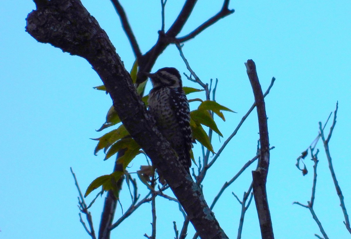 Ladder-backed Woodpecker - Pedro Dávila