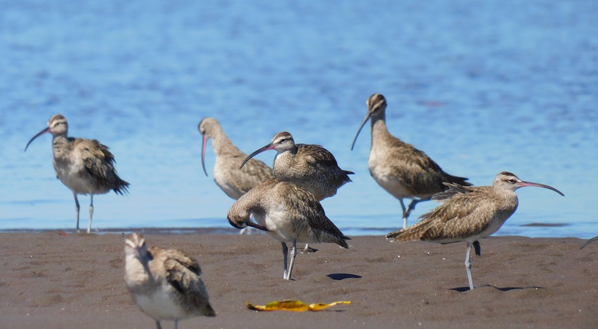 Whimbrel - Luis Manuel Gómez