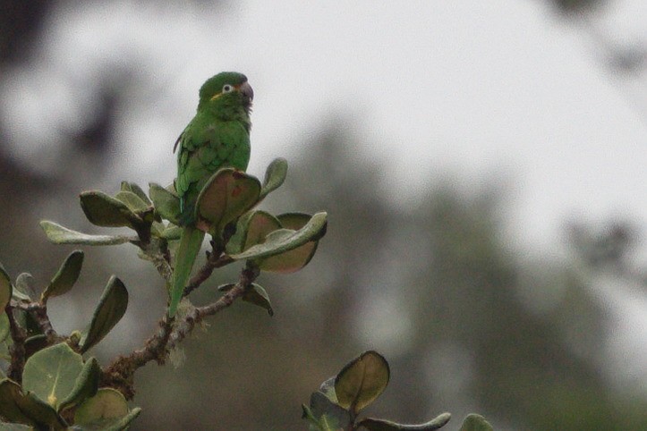 Golden-plumed Parakeet - ML611889024