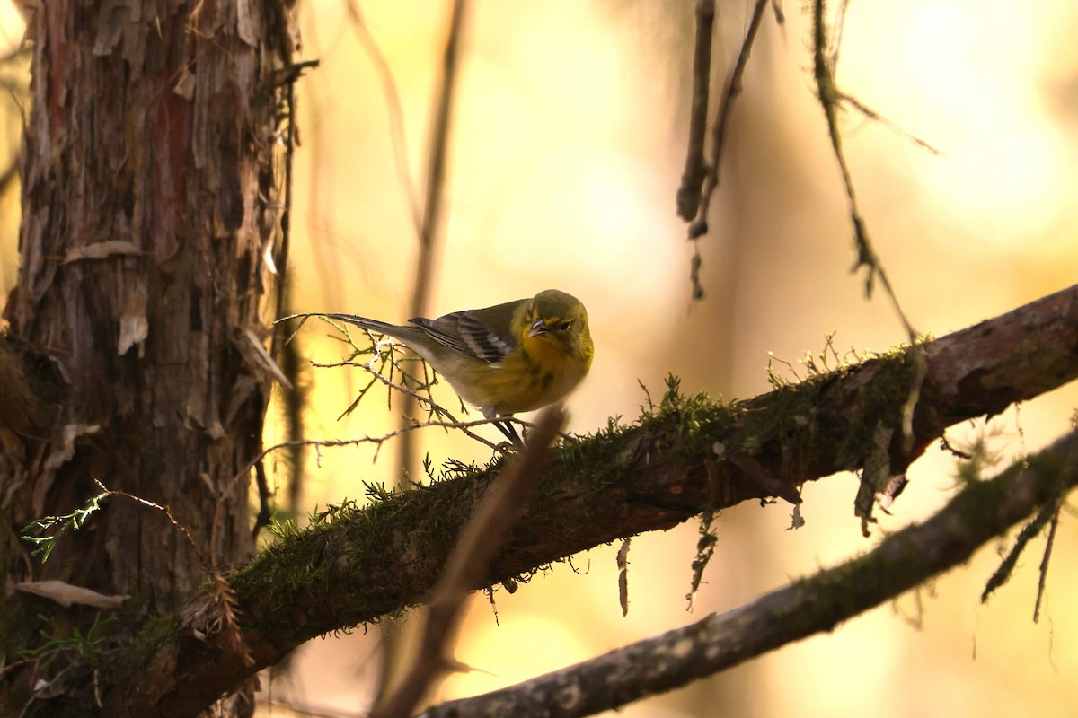 Pine Warbler - ML611889036