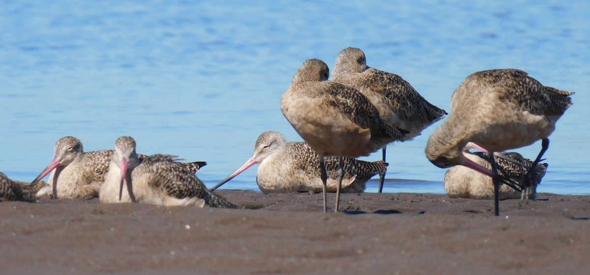 Marbled Godwit - Luis Manuel Gómez