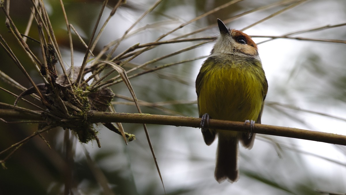 Rufous-crowned Tody-Flycatcher - ML611889054