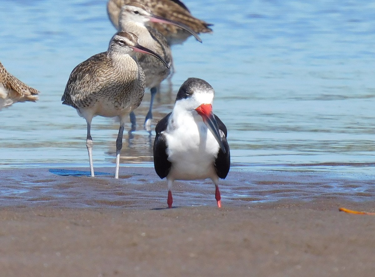 Black Skimmer - Luis Manuel Gómez