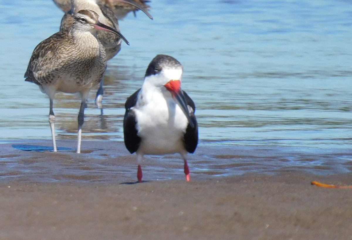 Black Skimmer - Luis Manuel Gómez