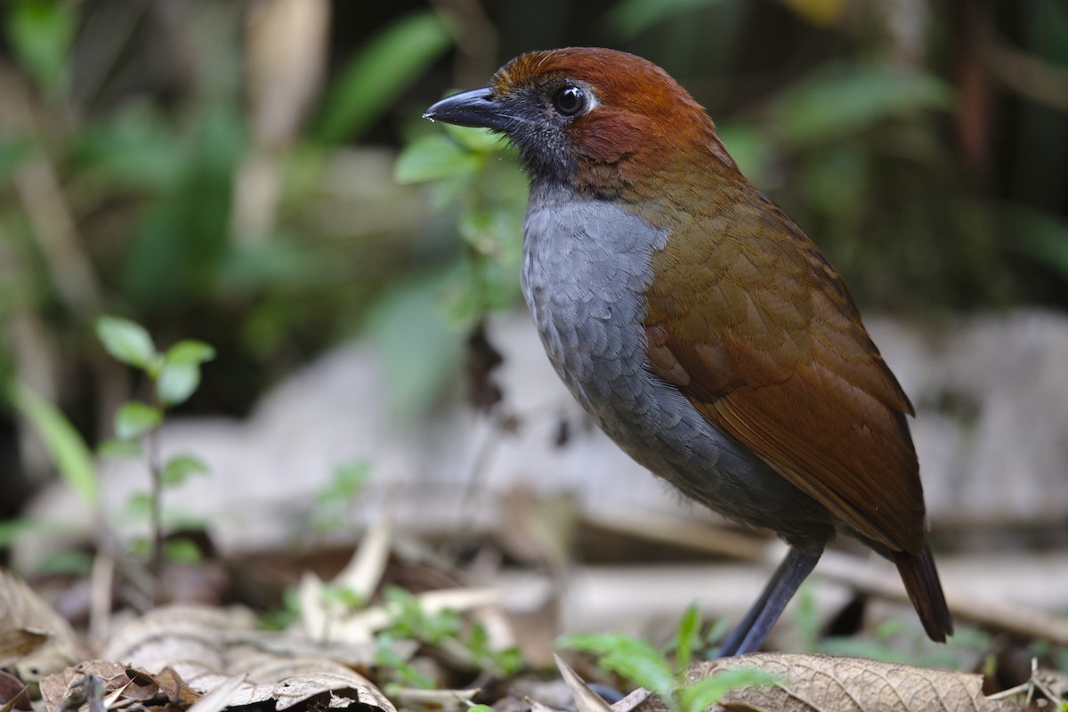 Chestnut-naped Antpitta - ML611889165