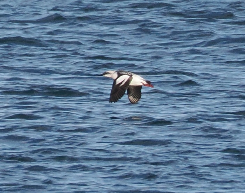 Pigeon Guillemot - Veronica Goidanich