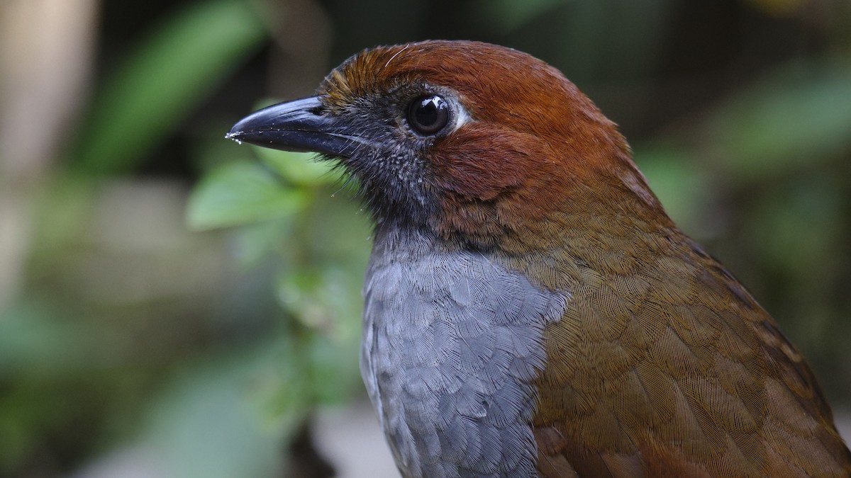 Chestnut-naped Antpitta - ML611889172