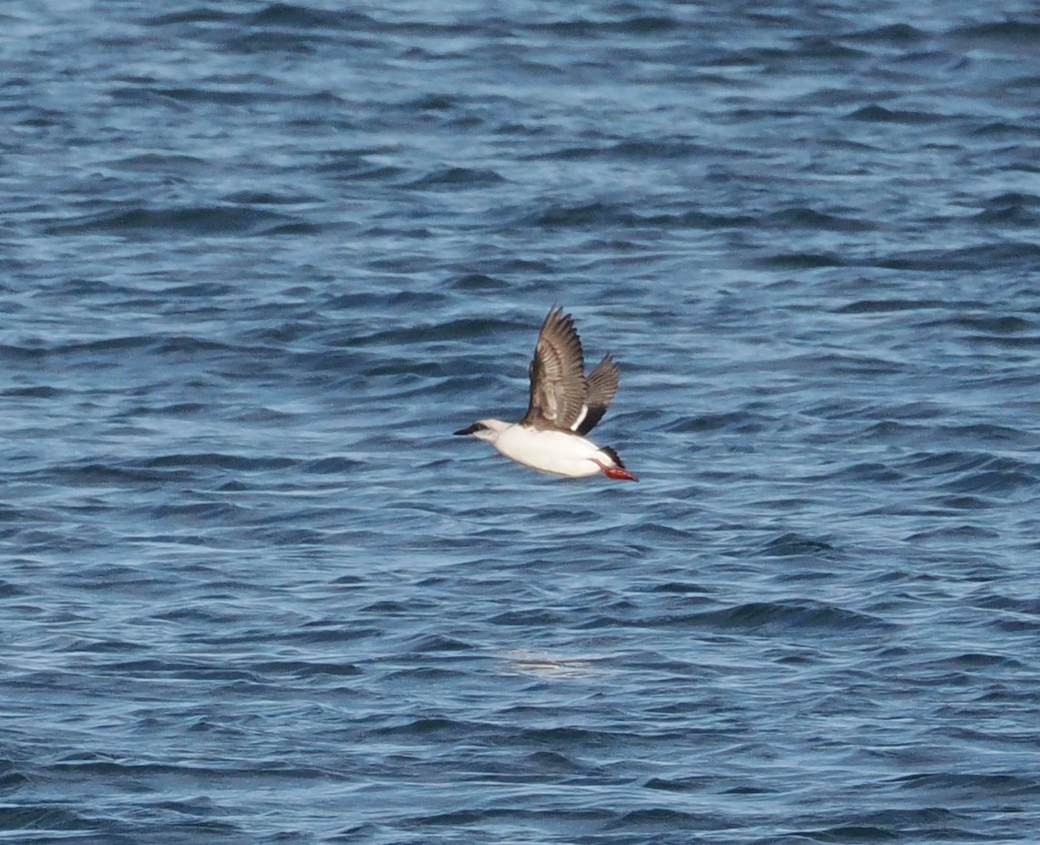 Pigeon Guillemot - ML611889199