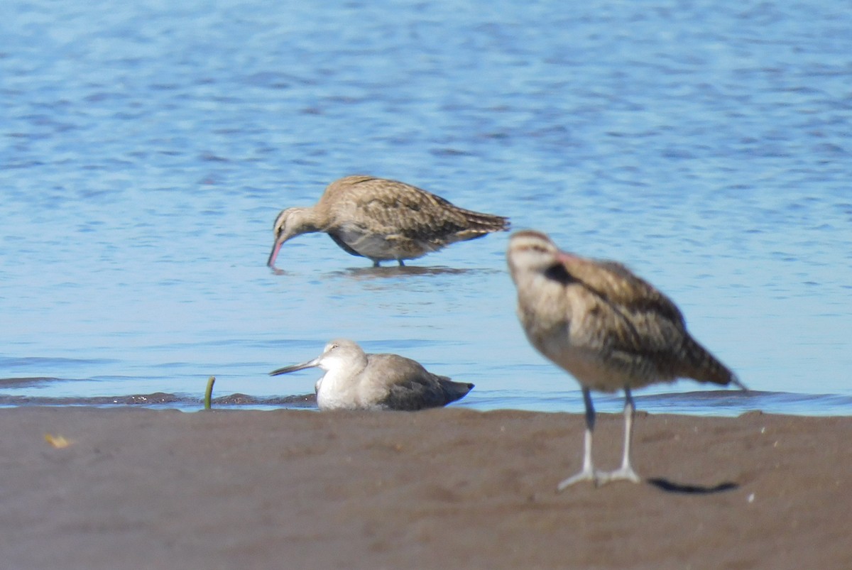 Willet - Luis Manuel Gómez