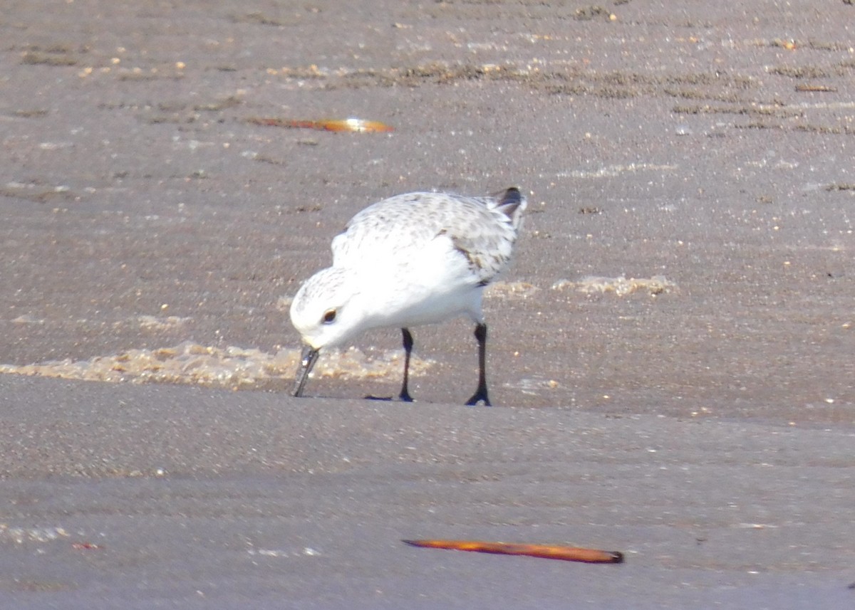 Sanderling - Luis Manuel Gómez