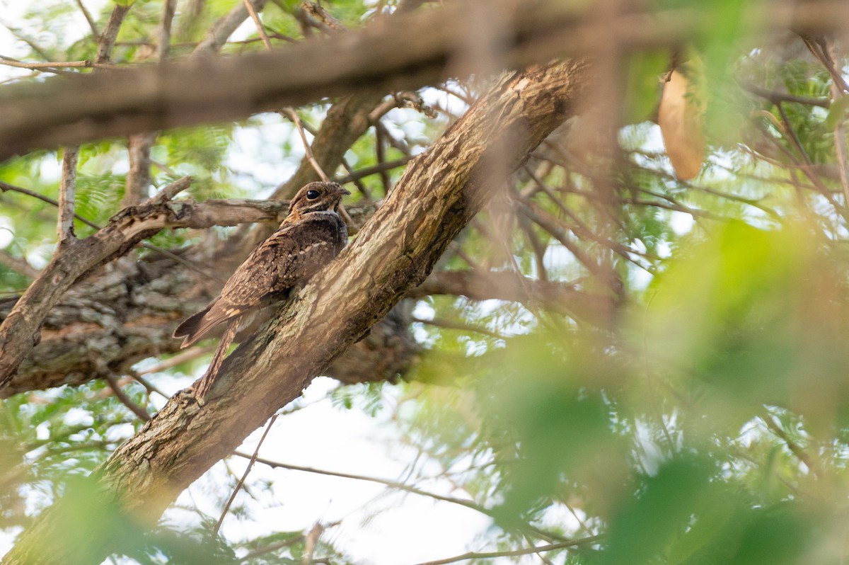 Little Nightjar - ML611889273