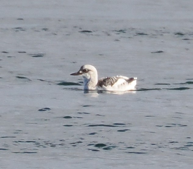 Pigeon Guillemot - ML611889291