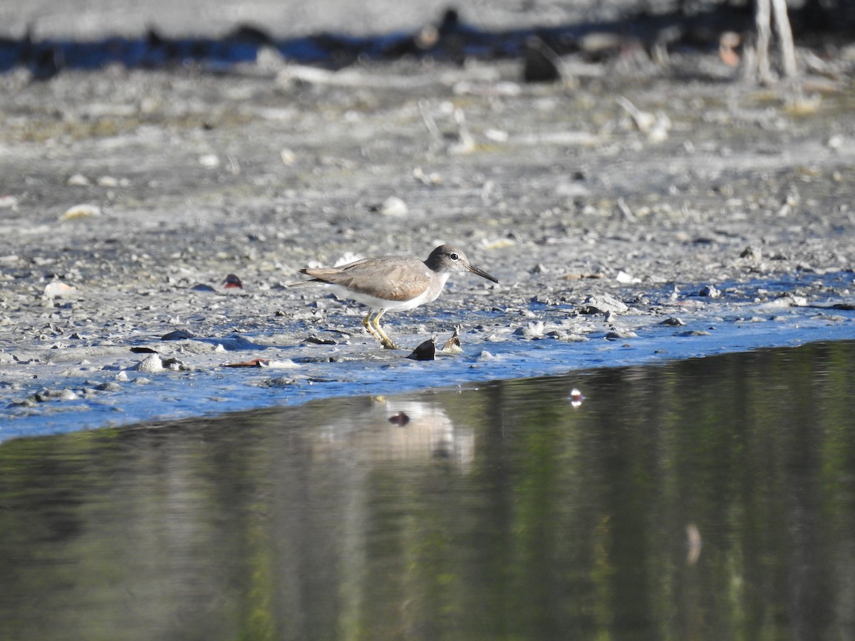 Spotted Sandpiper - ML611889340