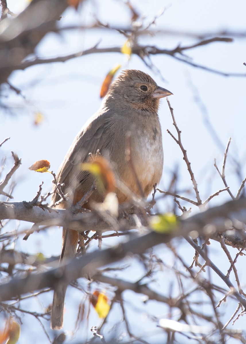 Canyon Towhee - ML611889361