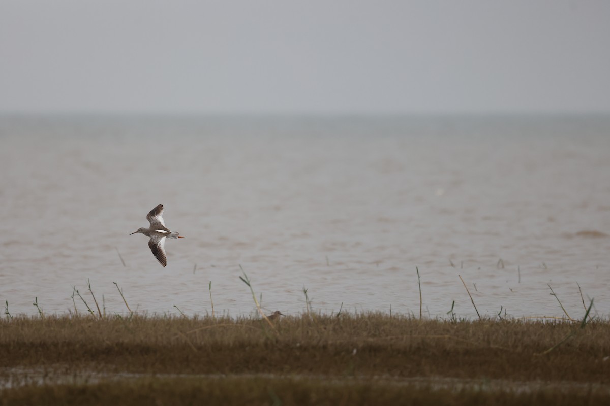 Common Redshank - Rishikesh  Lande