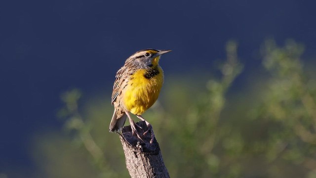 Eastern Meadowlark - ML611889366