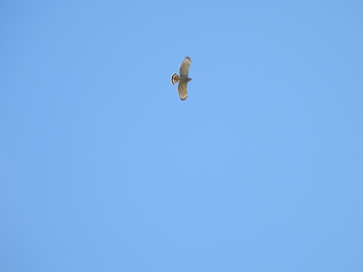 Gray Hawk - ML611889371