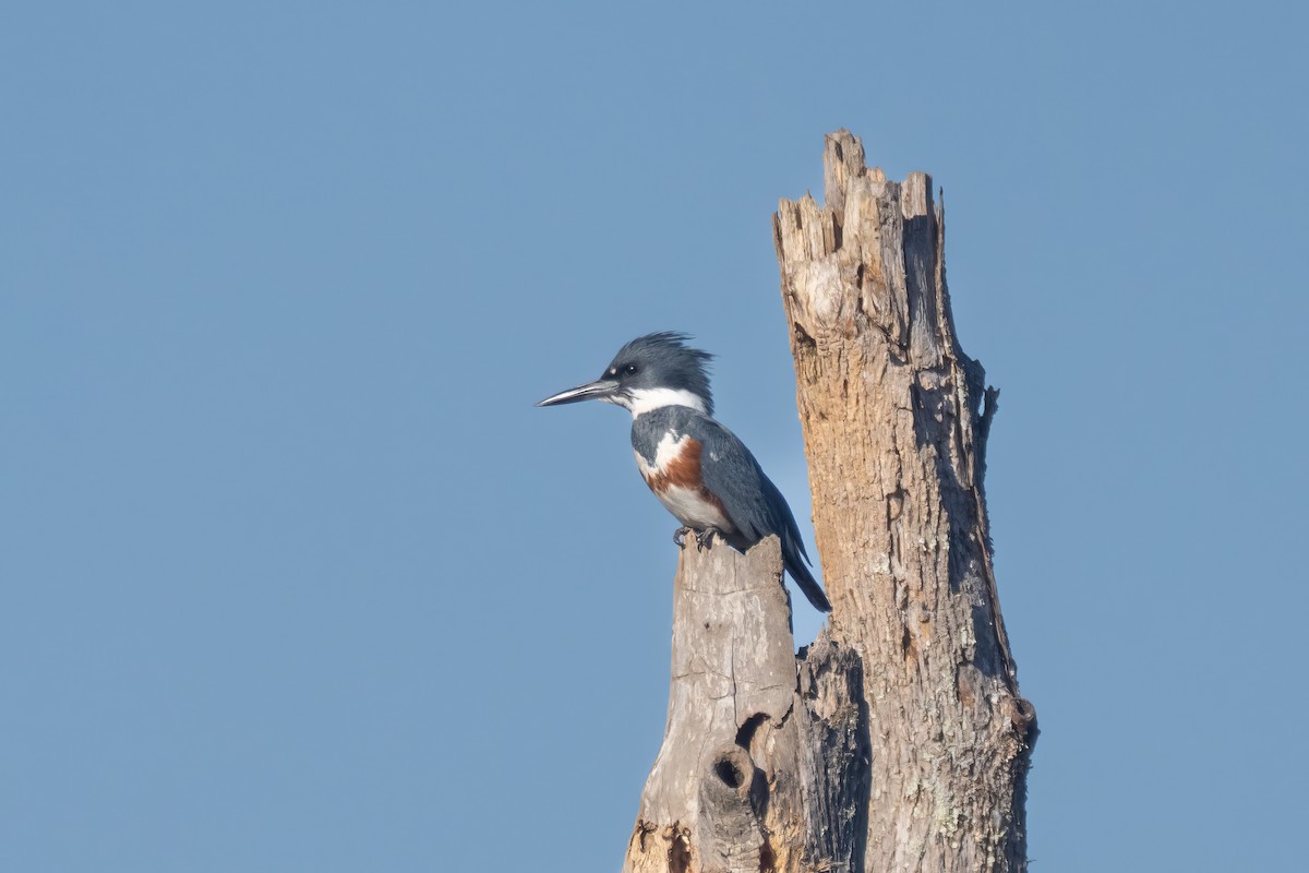 Belted Kingfisher - ML611889373