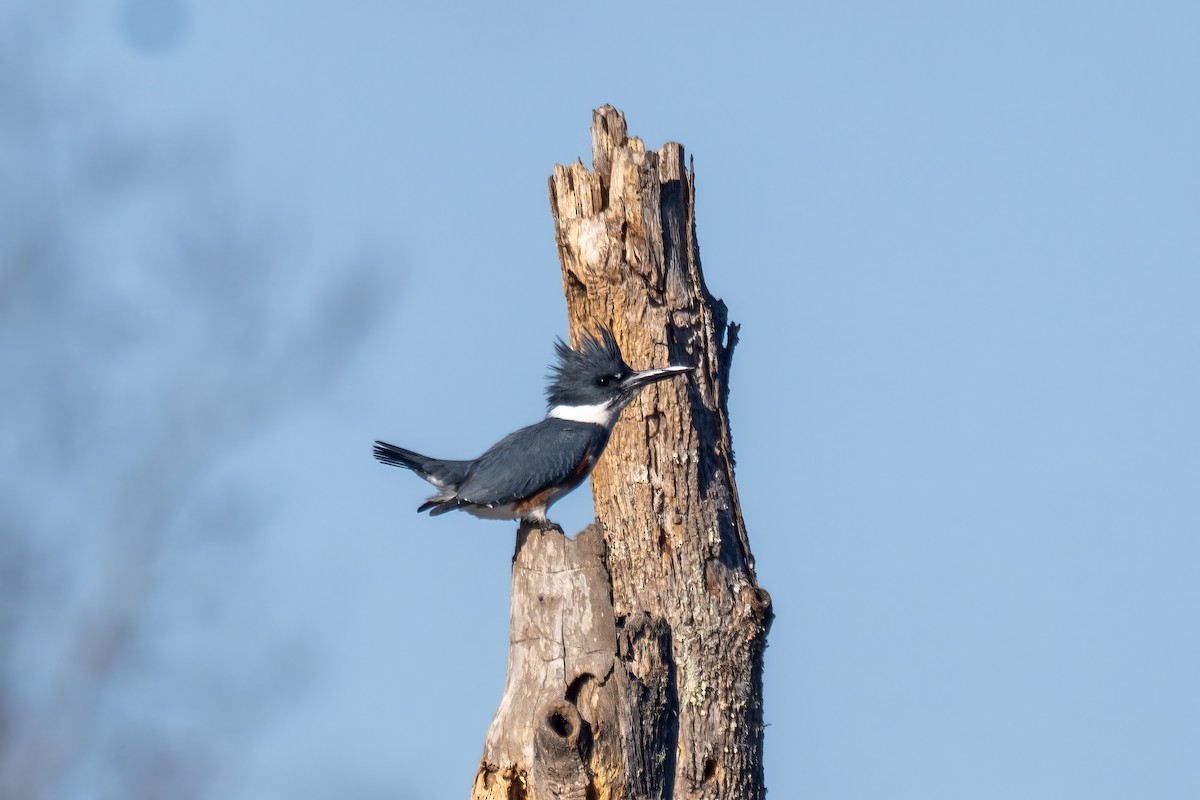 Belted Kingfisher - ML611889374