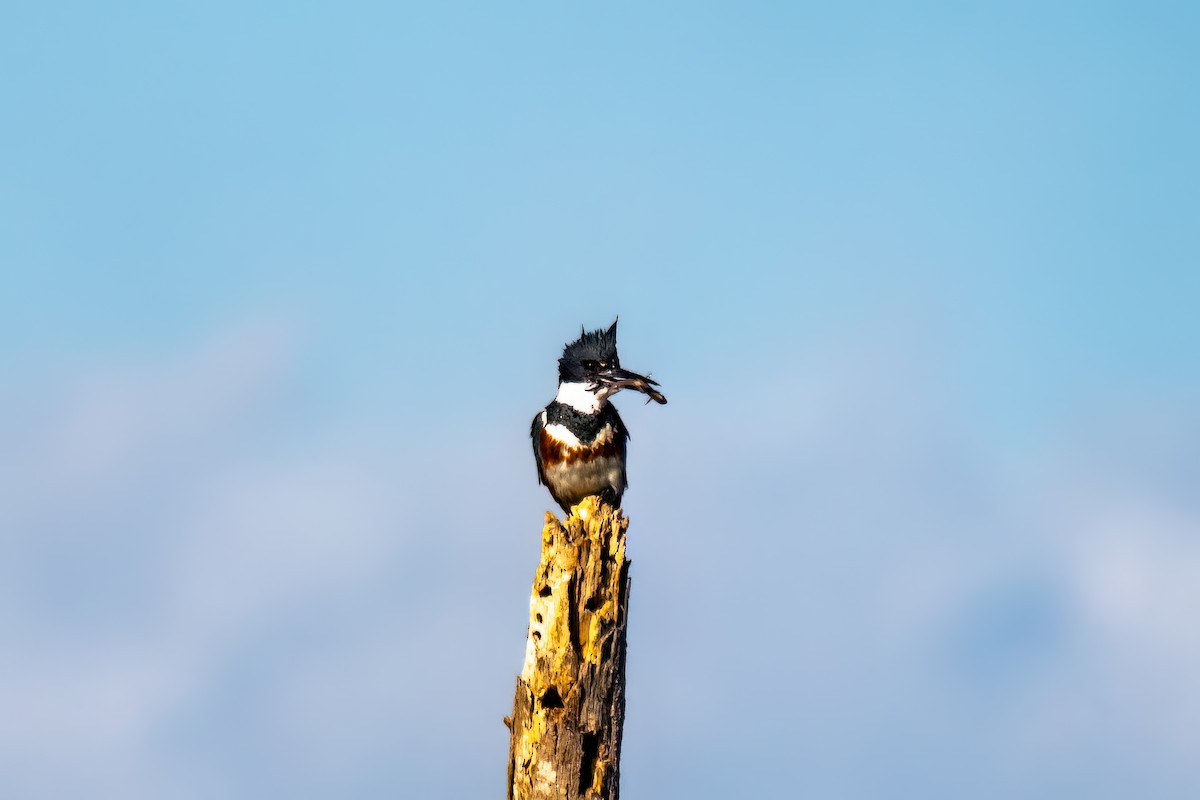 Belted Kingfisher - ML611889375