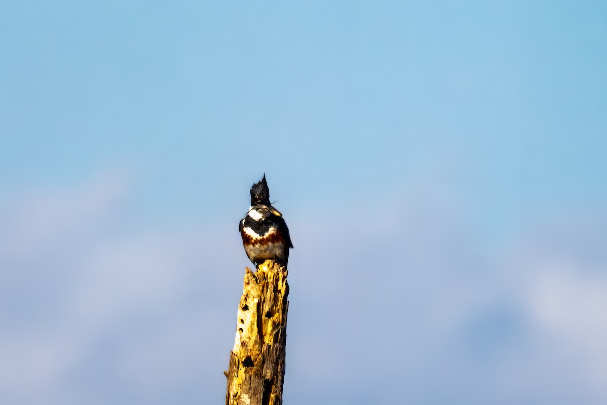 Belted Kingfisher - ML611889376