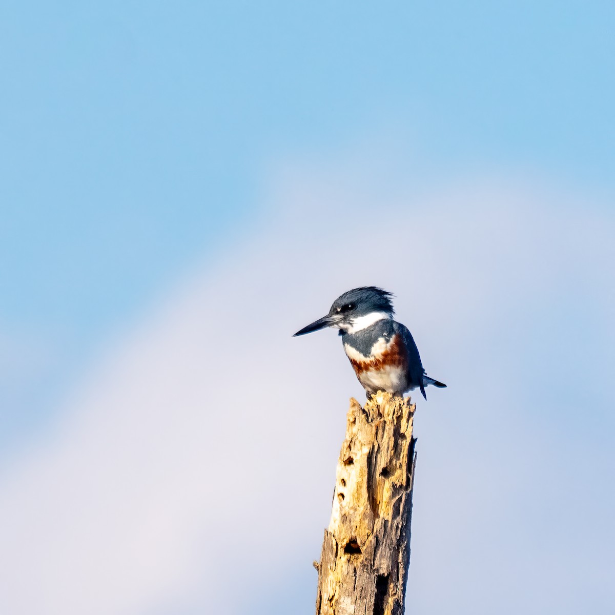 Belted Kingfisher - ML611889378