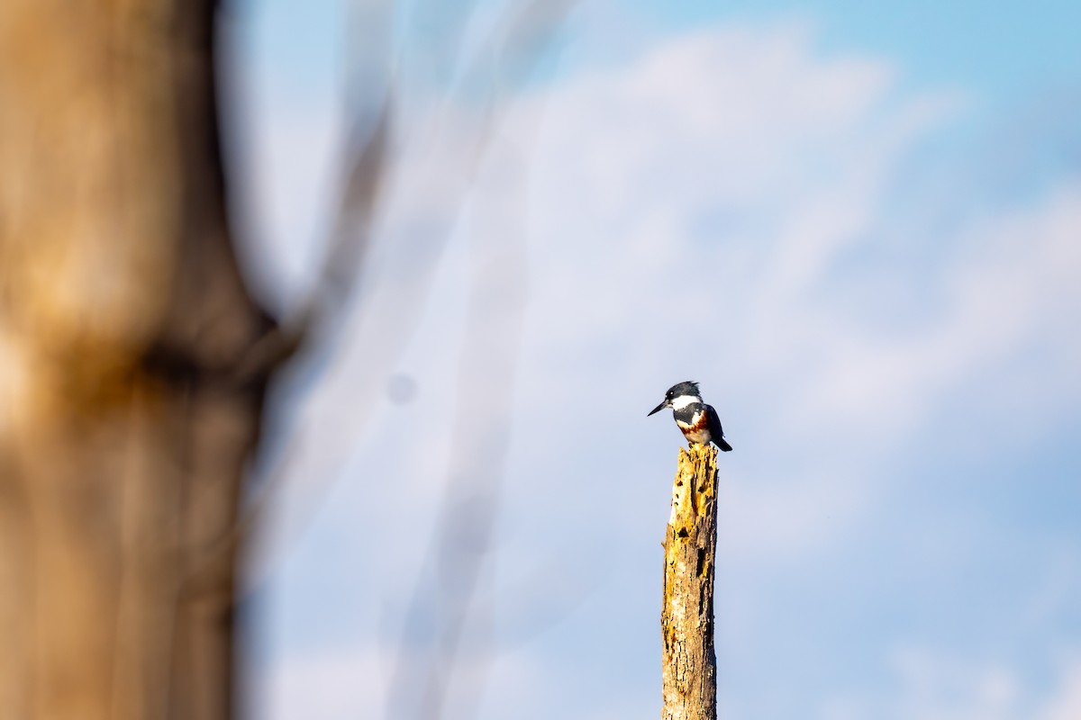Belted Kingfisher - ML611889379