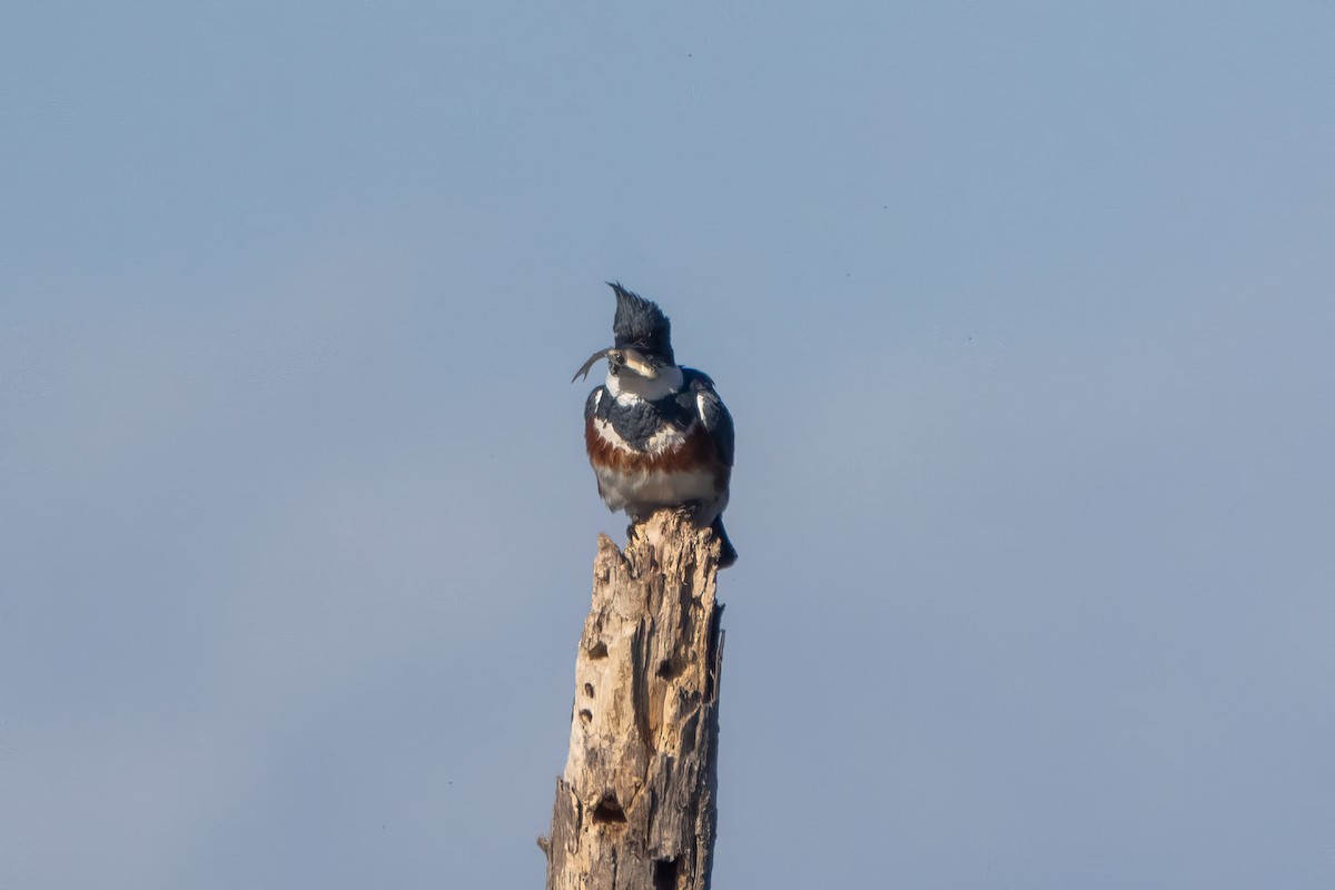 Belted Kingfisher - ML611889380