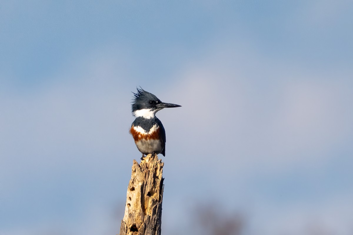 Belted Kingfisher - ML611889381