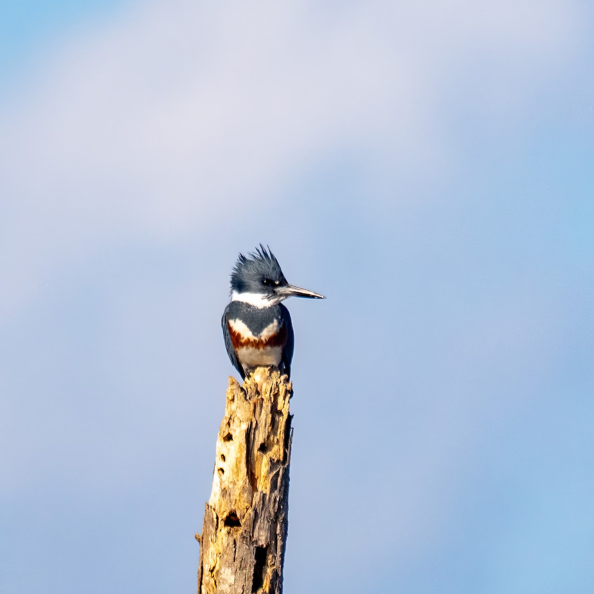 Belted Kingfisher - ML611889382
