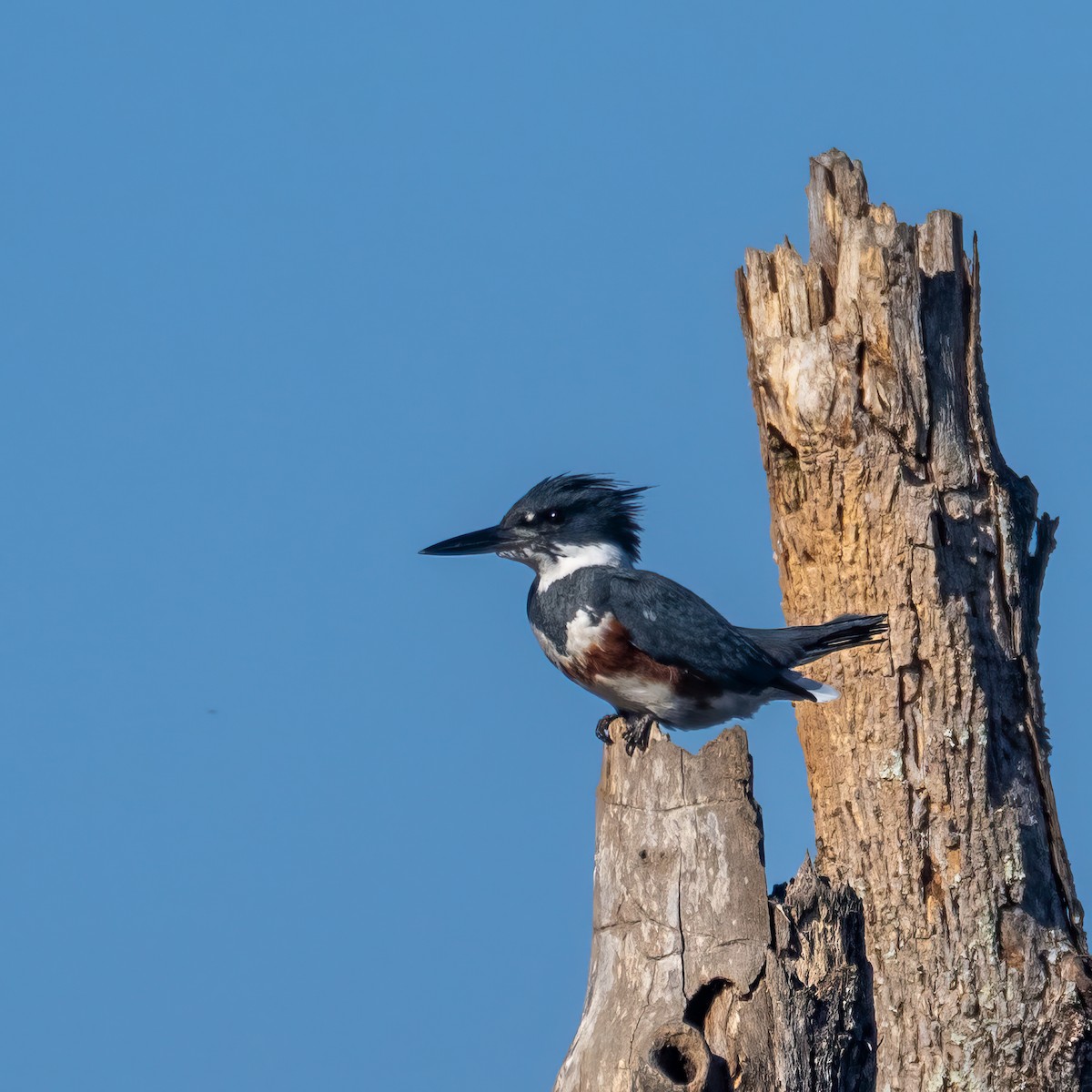 Belted Kingfisher - ML611889383