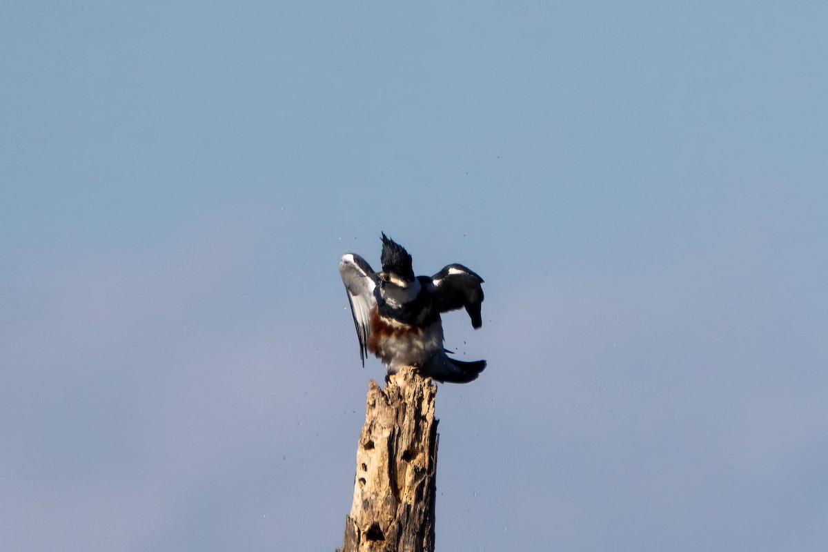 Belted Kingfisher - ML611889386