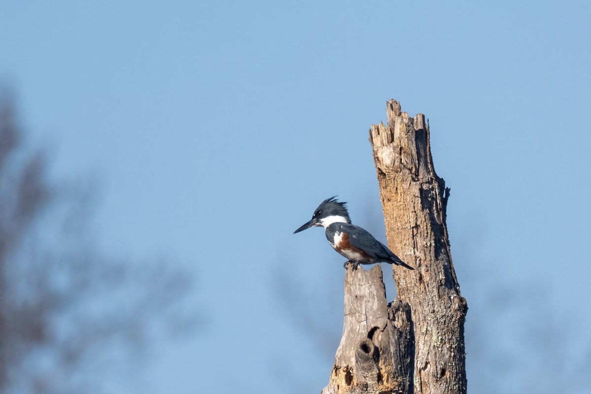 Belted Kingfisher - ML611889387