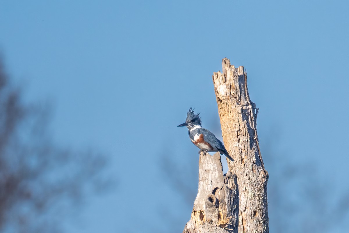 Belted Kingfisher - ML611889388