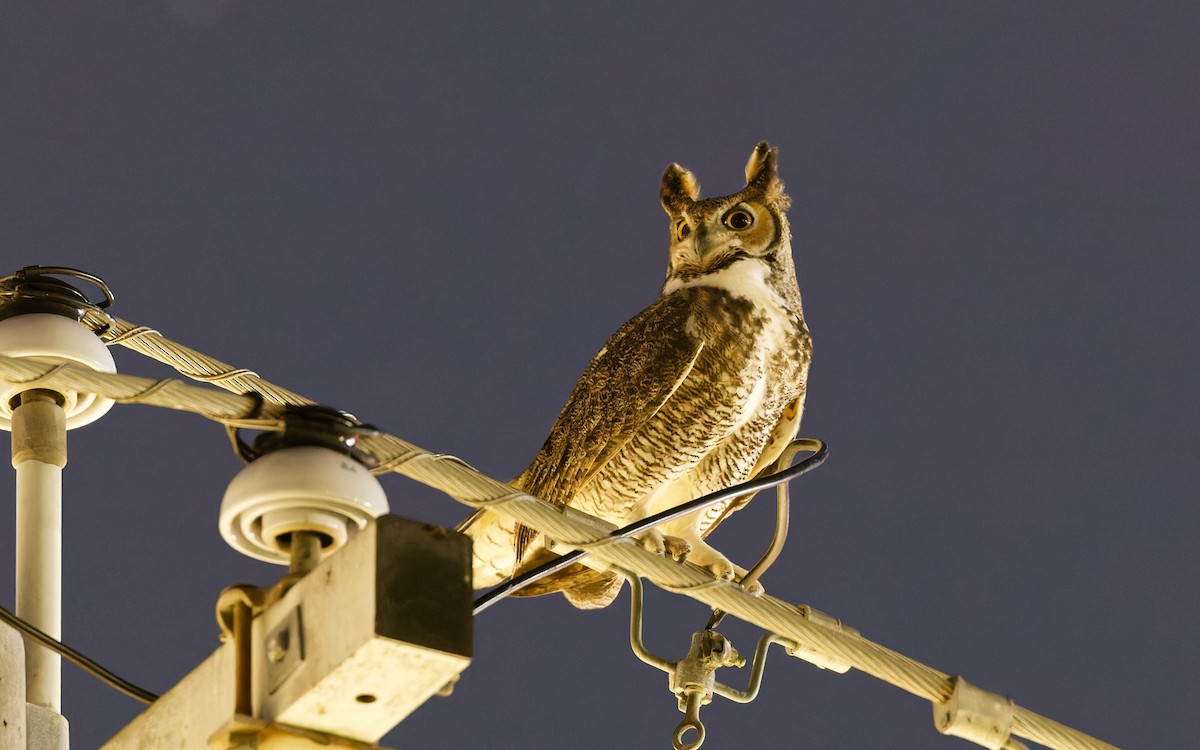 Great Horned Owl - ML611889390