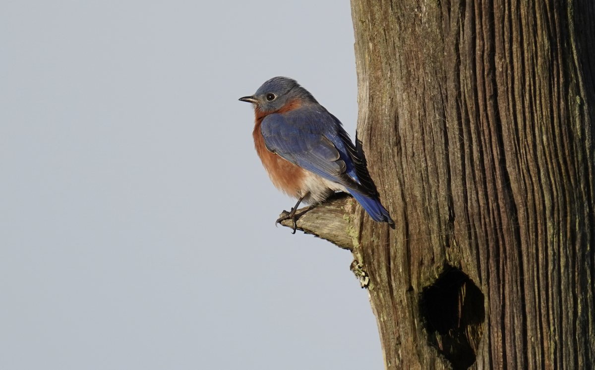 Eastern Bluebird - ML611889411