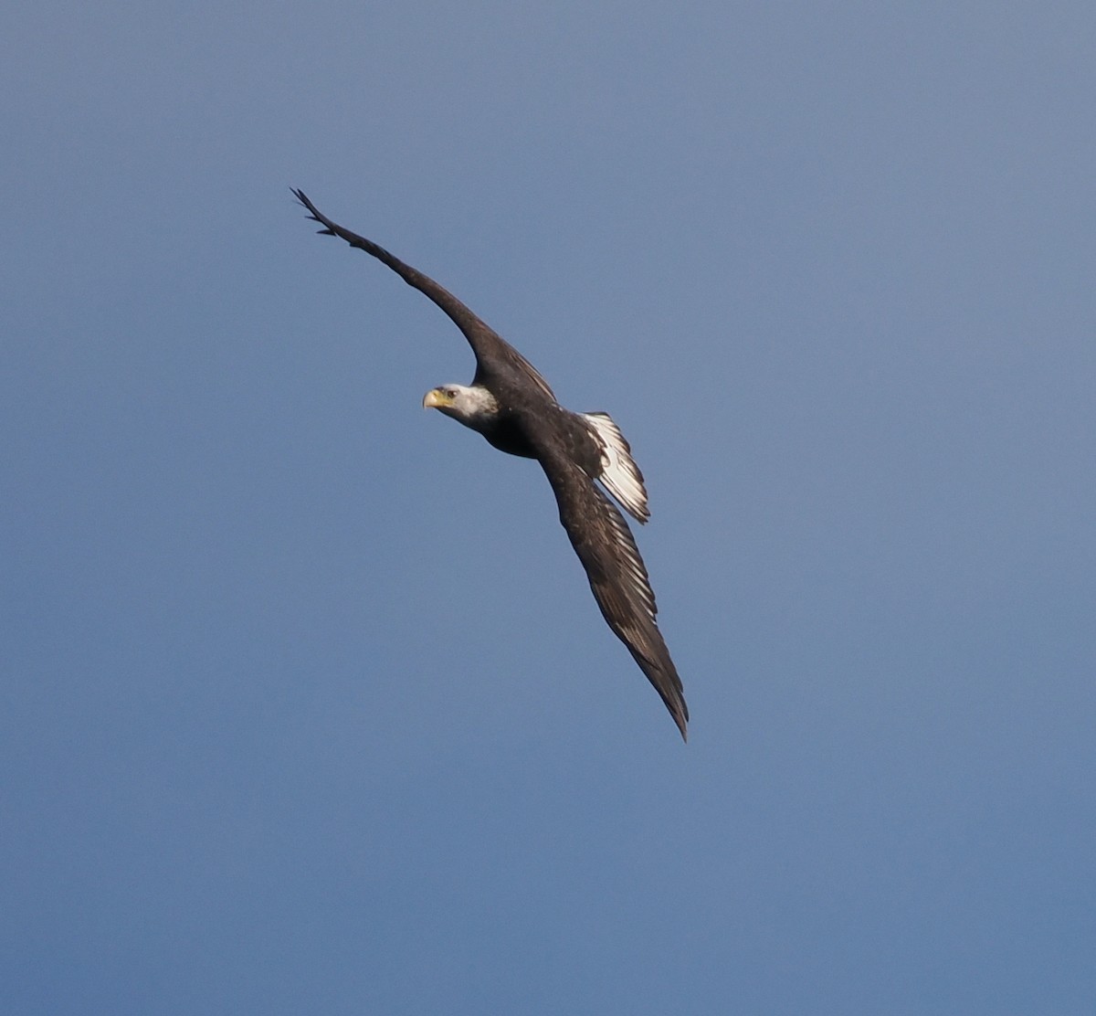 Bald Eagle - ML611889439