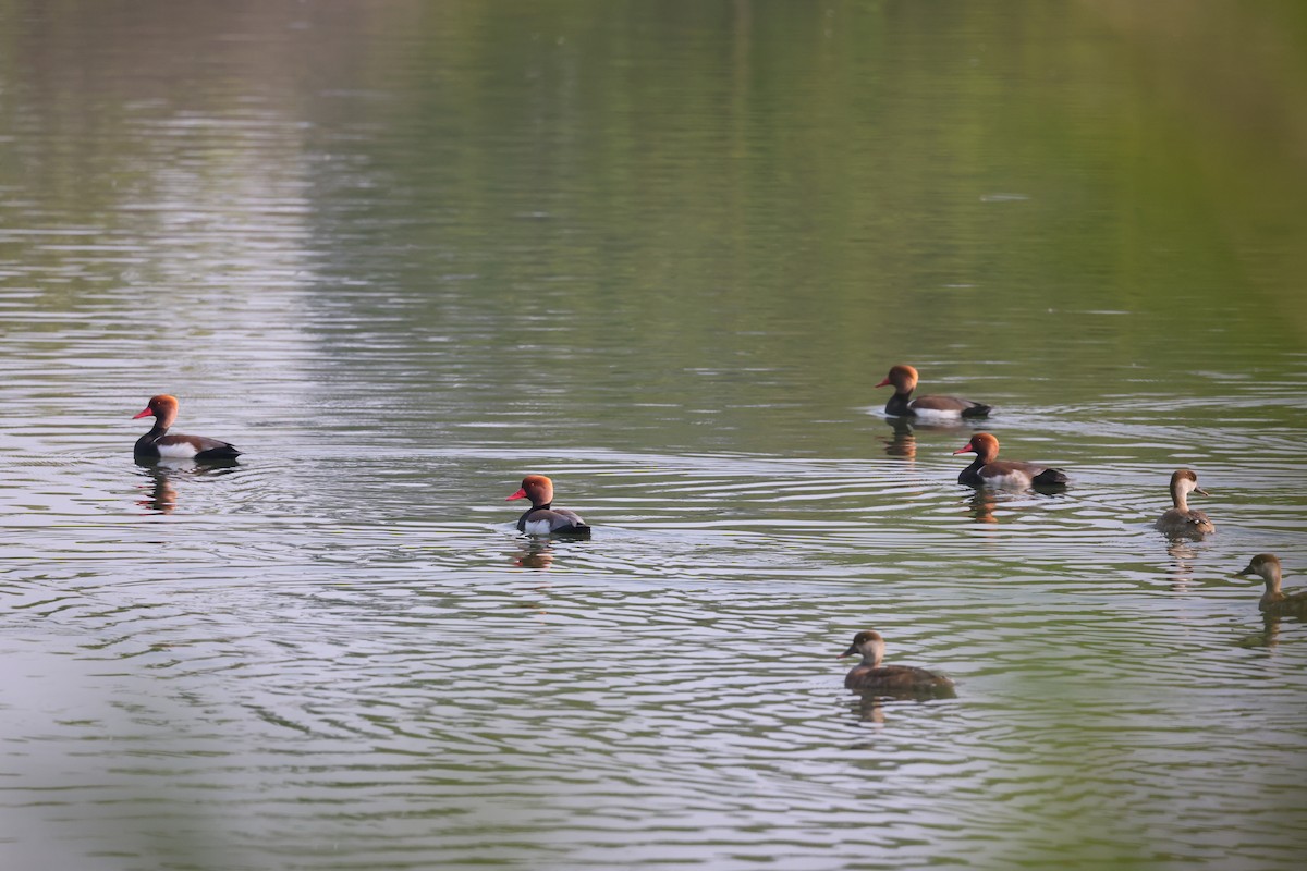 Red-crested Pochard - ML611889450