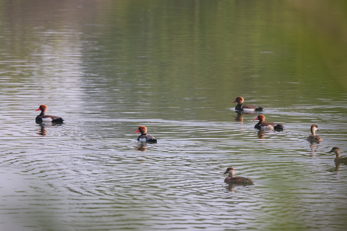 Red-crested Pochard - ML611889450