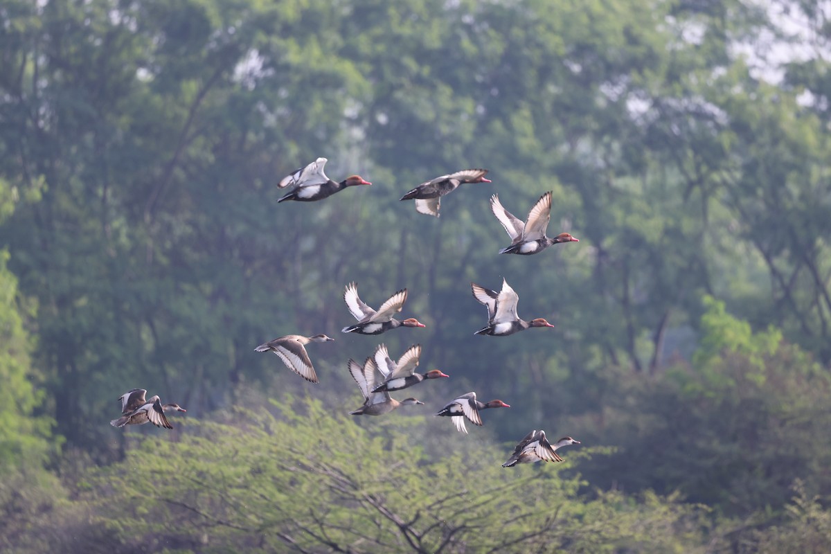 Red-crested Pochard - ML611889451
